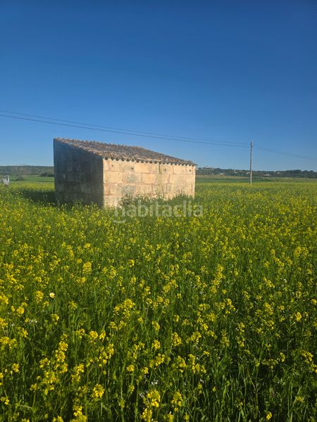 Foto e561eed8-825f-473a-9171-a82e3b13cf5d. Finca rústica a Sineu