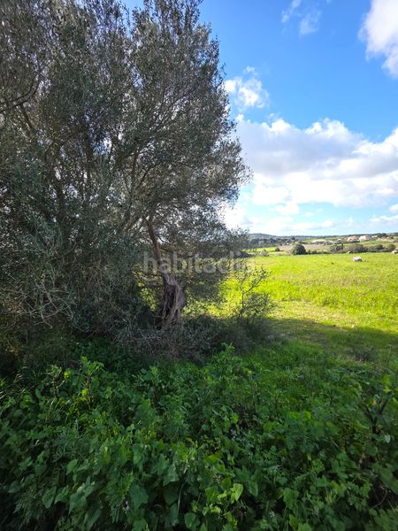Foto b256cd8f-f663-46fa-869d-ef5ded09017d. Finca rústica a Manacor centre Manacor
