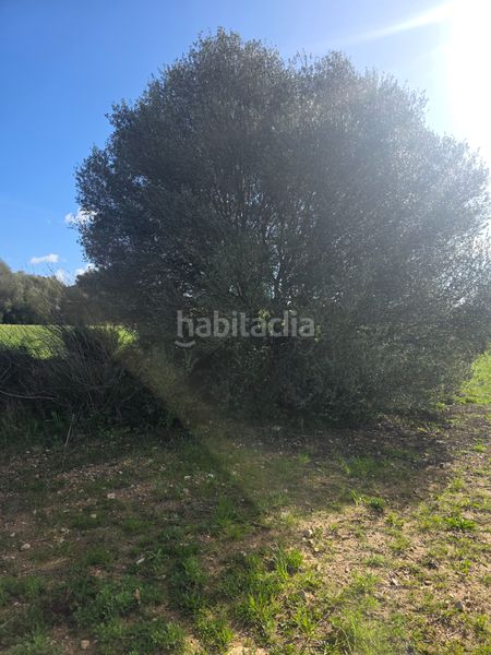 Foto ea6e6965-4e50-4ed9-84e3-dadf4f4a8711. Finca rústica a Manacor centre Manacor