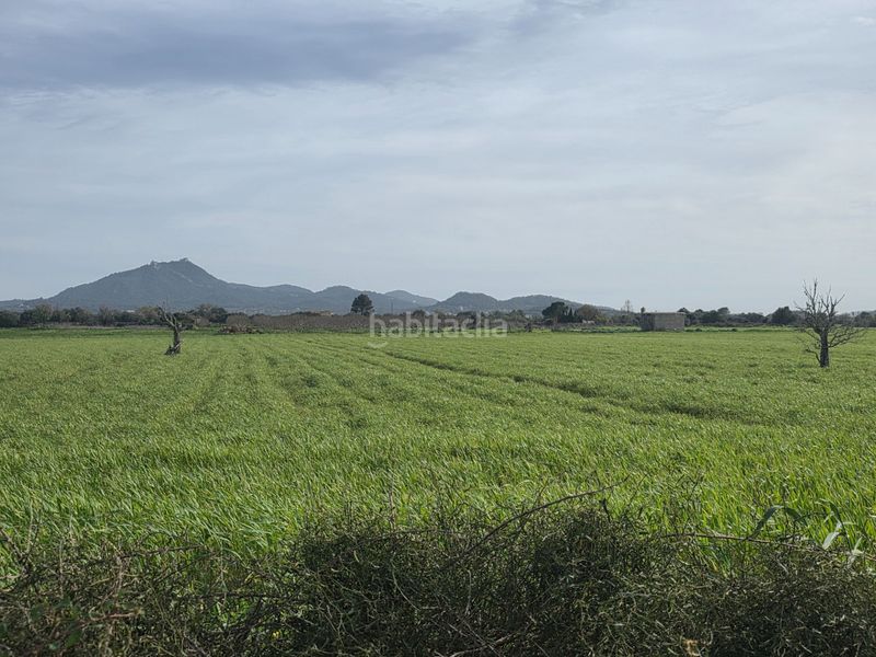 Foto b05d6a44-7fea-48cc-b6f9-485529ef01c8. Terreno residenziale in Felanitx poble Felanitx