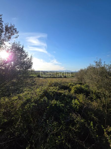 Foto 0fb93f38-155e-4843-828d-161056ae534a. Finca rústica a Petra