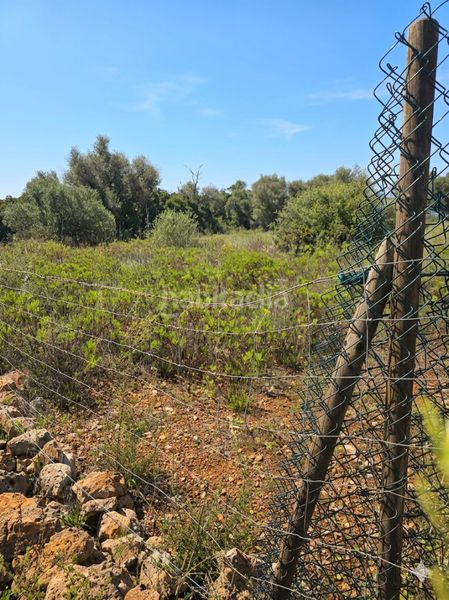 Foto ca9b484c-83d8-46bf-8944-f002609de5ad. Finca rústica a Felanitx poble Felanitx
