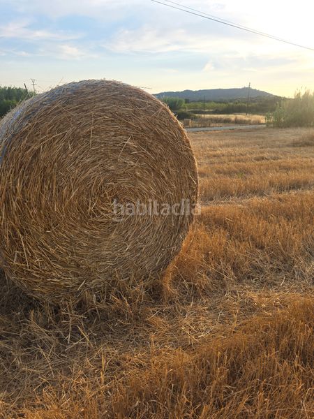 Foto 4042a452-2bf6-4f68-beab-6127f42b8503. Finca rústica a carrer de manacor 36 a Petra