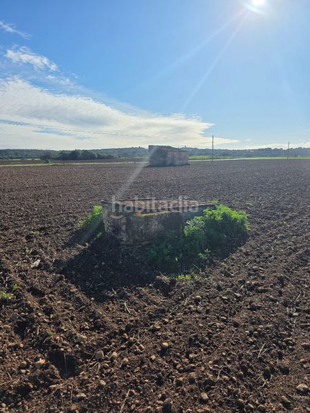 Foto e904d28c-3c8c-4d9b-a7cf-74ecce04c893. Finca rústica a camí d' ariany 558 a Sineu
