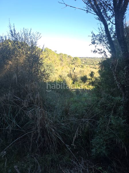 Foto ce415db7-7d31-4f47-83fc-dca7d8f74de5. Finca rústica a camí de son dalmau 2 a Petra