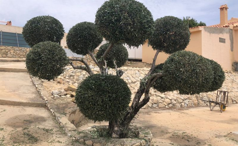 Foto bff70dfa-4d1c-41d9-89a3-878b739e79d0. Pis a n/a a Moralet Alicante