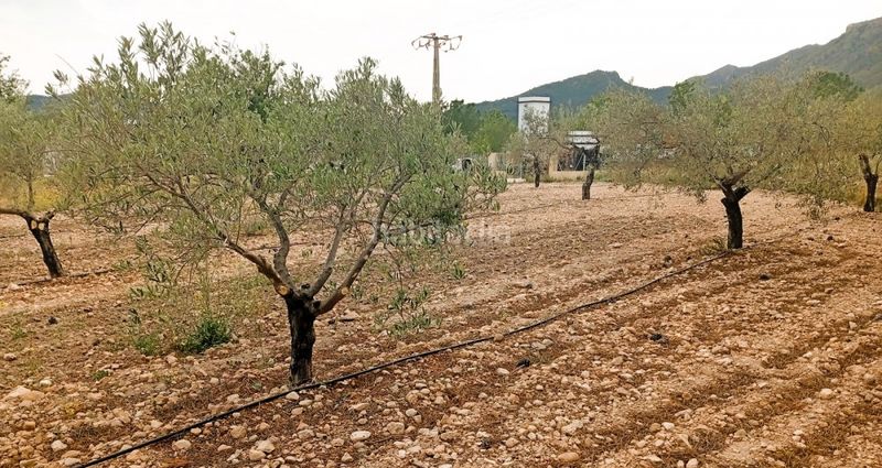 Foto aaa6ae1e-65e5-4fc2-90b5-b9993b240eb6. Pis a n/a a Salinas