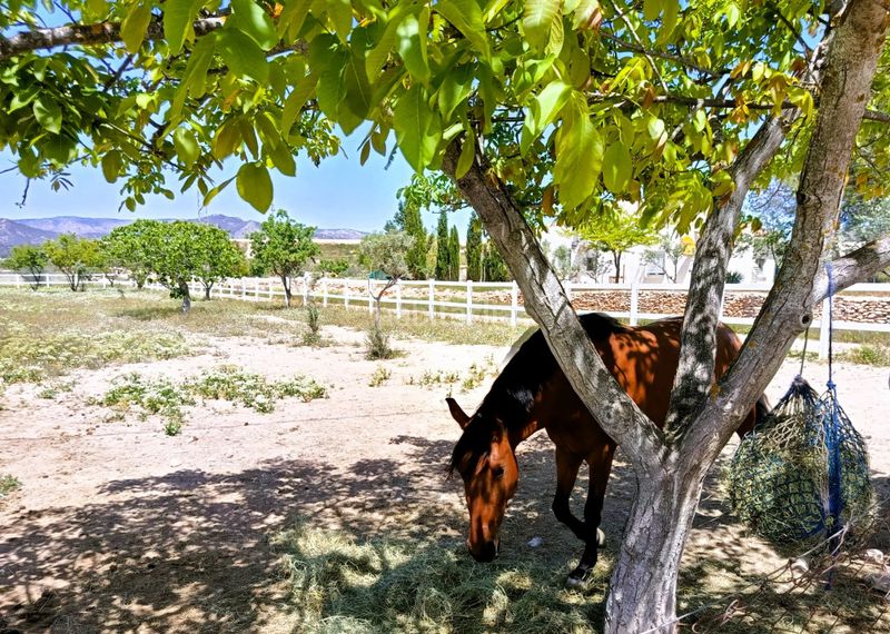 Foto 6ca7b04f-4915-4ab7-98f9-ee39df4e9e5f. Maison dans Monòver