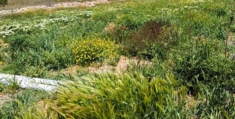 Foto ab26d9c5-ecfb-4854-8d8d-ce9c74567aba. Maison dans Monòver