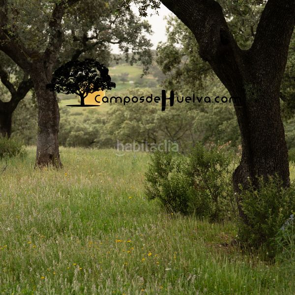Foto b55c4a8a-581d-4932-a76f-6e324f83ced8. Finca rústica a carretera calañas 10 a Zalamea la Real