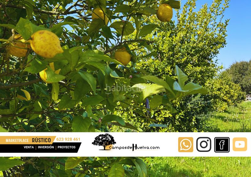 Foto fefd6b33-2035-4d40-85b4-2d7cd11b6ca4. Finca rústica a camino de los tejares 38 a Almonte Almonte