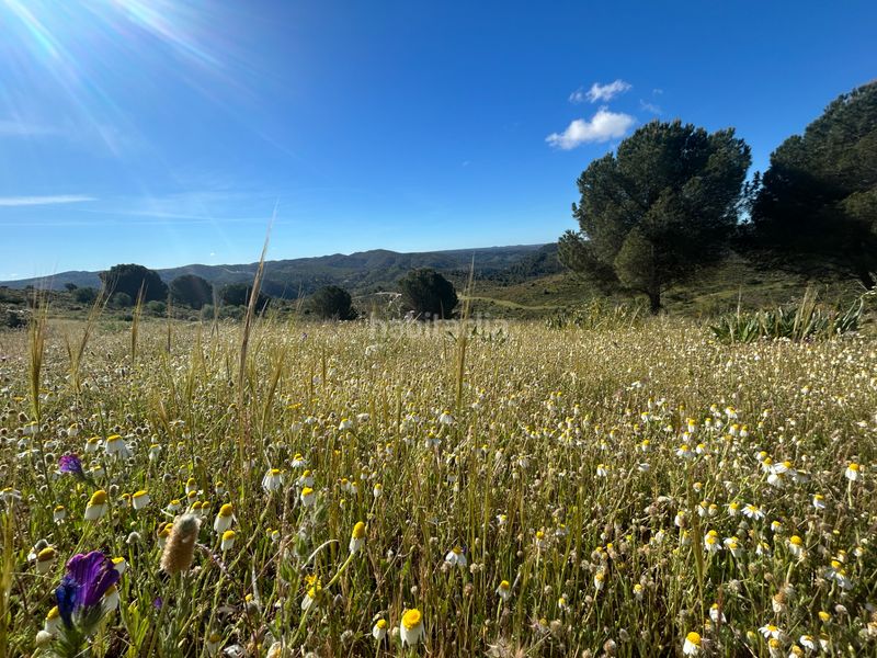 Foto 9a4138b9-08a0-48dc-a9c5-396e2983c626. Finca rústica a Calañas