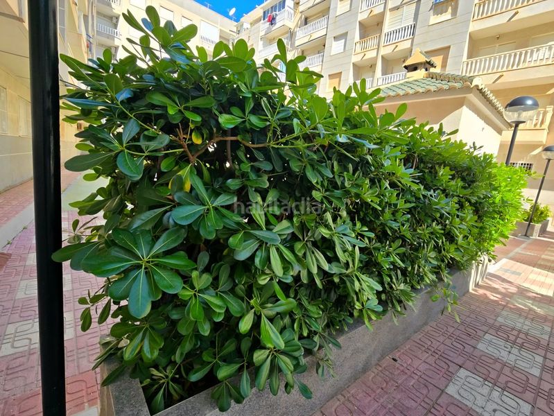 Foto ac515450-6484-4932-8ad2-0cff438212f8. Apartament amb piscina a Antonio Machado Torrevieja