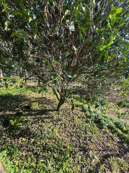 Foto 599ac654-40b0-4bc1-9b35-9ac9f3073789. Masia a Irixo (O)