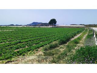 Fondo rustico  Carrer ibi. Oportunidad �nica de inversi�n en agost!