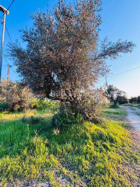 Foto cf1c741c-909f-4451-930d-8cd3a88f8c9d. Finca rústica a Algezares Murcia