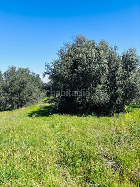 Foto d8fcbde7-ee4d-4cce-9569-736546fef747. Finca rústica a Algezares Murcia