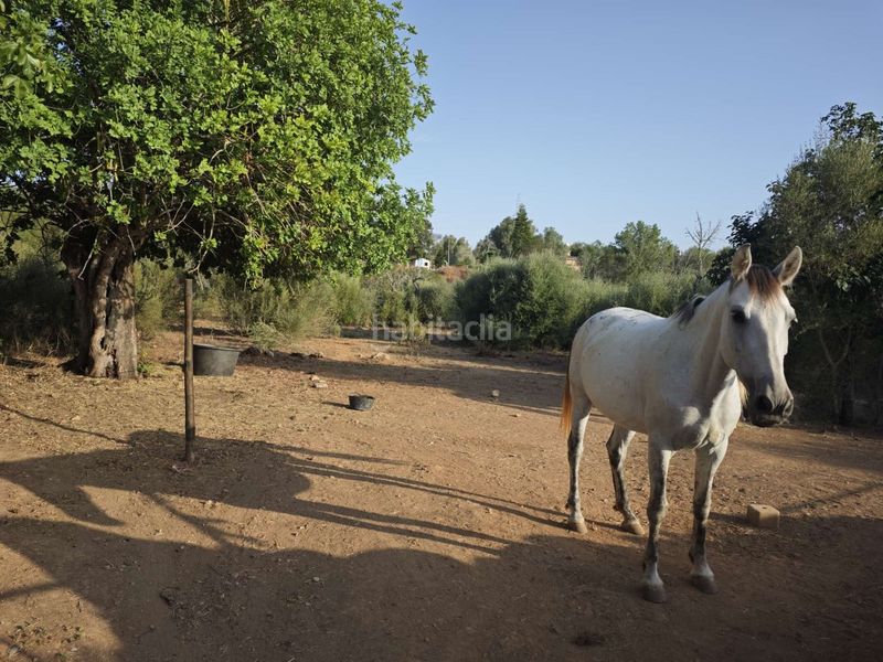 Foto 3ccbd6e3-9803-4f5a-b63a-003d76144052. Masia a Costitx