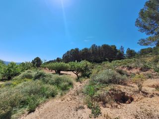 Finca rústica en Castalla. Oportunidad finca rustica en caseta leal a 3 km. de castalla