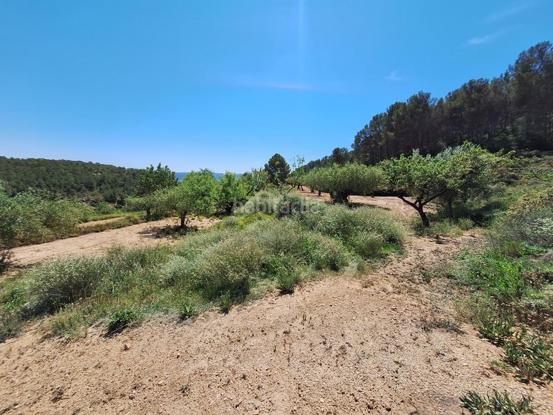 Foto fc3de0d3-fe54-4e52-ac94-69930a8cc220. Finca rústica a Castalla