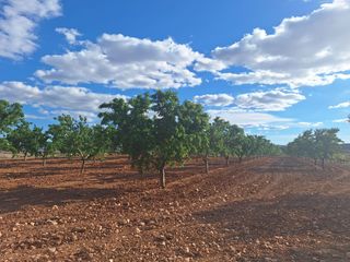 Propriété à Cortes-Huertas. Finca rustica edificable en pinoso