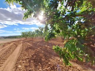 Finca rústica a Pinoso