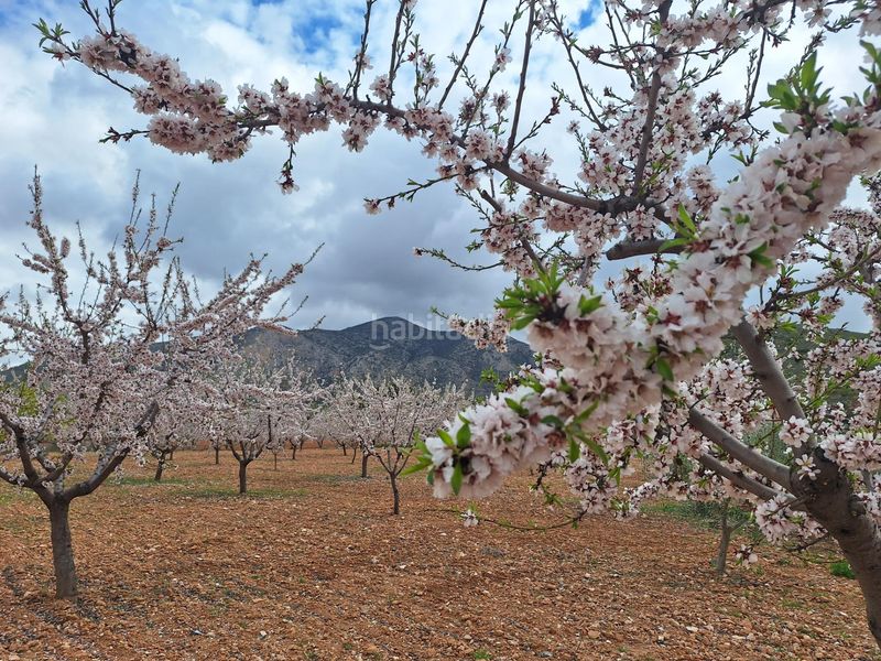 Foto 51ea6c26-cd00-4404-b1d2-ffe41a389c3c. Casa a Algueña