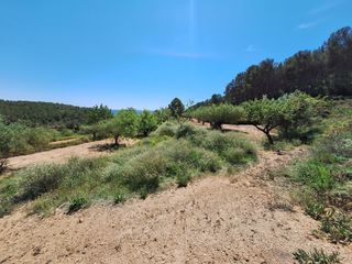 Finca rústica en Castalla. Oportunidad finca rustica en caseta leal a 3 km. de castalla