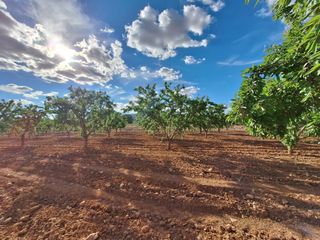 Finca rústica a Pinoso