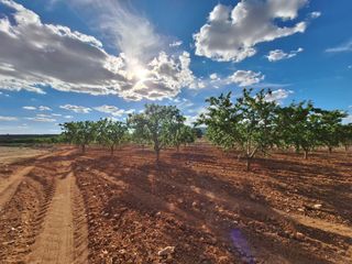 Finca rústica en Pinoso