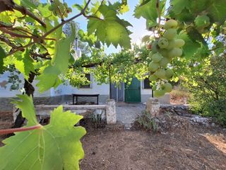 Masia  Partida sentbenet baix. Tu refugio en plena naturaleza a solo 2 km de alcoy!