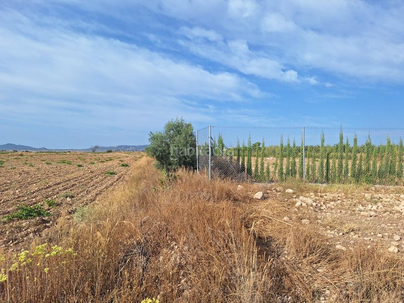 Foto 6f618527-1565-48b4-8d06-a0c8681b7028. Finca rústica a Pinoso