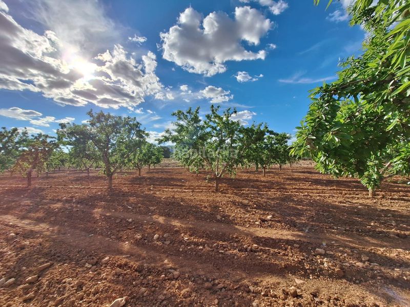 Foto 0ee4bd35-399c-4f0f-9d26-3cfd3752218c. Finca rústica a Pinoso