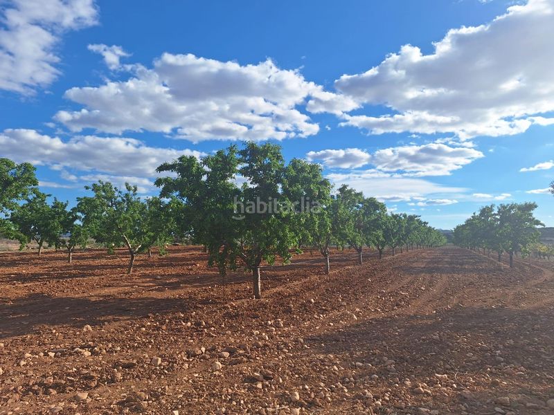 Foto 73a0e5ec-ff3d-4327-8f99-4dbbe50c8584. Finca rústica a Pinoso