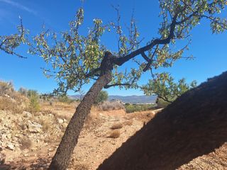 Landgut in Castalla. Terreno agrícola con olivos, almendros y vistas al castillo de c