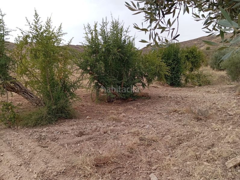 Foto 19f09069-bf82-49d9-b24f-d50ff4d916dd. Finca rústica a Bolnuevo Mazarrón