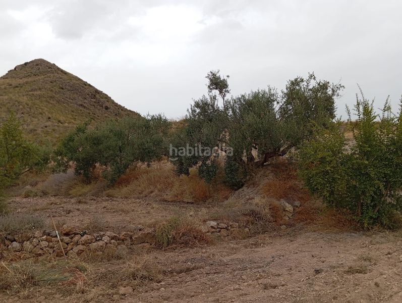 Foto 3d76948f-3ba8-4cf7-bb38-d179e46dc59f. Finca rústica a Bolnuevo Mazarrón