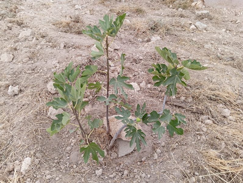 Foto 55364789-61e1-43d7-9c6f-47fa094a4bd3. Finca rústica a Bolnuevo Mazarrón