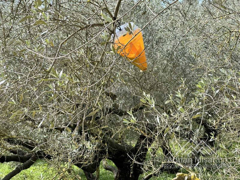 Foto 04948417-5f75-40b2-9a3c-517bc3dddff1. Finca rústica a Aldea (L´)