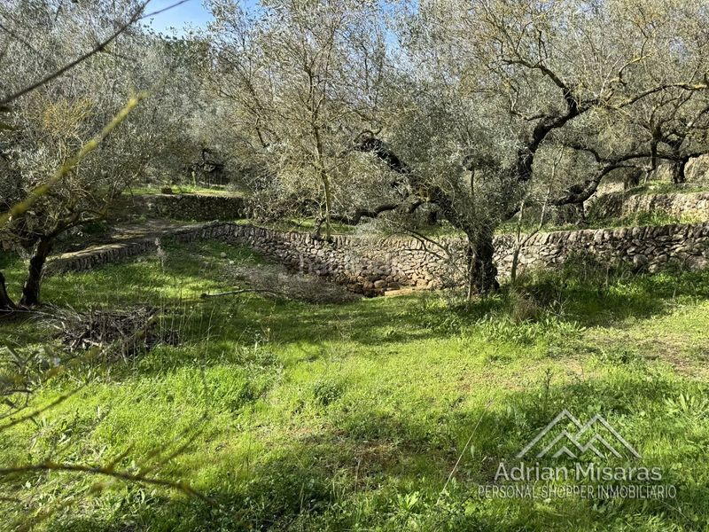 Foto 0ba1b8d1-2dfd-433e-b9aa-622722d2980e. Finca rústica a Aldea (L´)