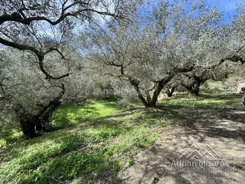 Foto 1ce3c092-3564-4ac9-8cb6-108fd15a3639. Finca rústica a Aldea (L´)