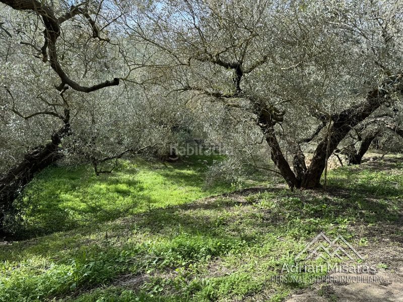 Foto 3fde9c65-cb5f-48a3-89e0-80616f5cced9. Finca rústica a Aldea (L´)
