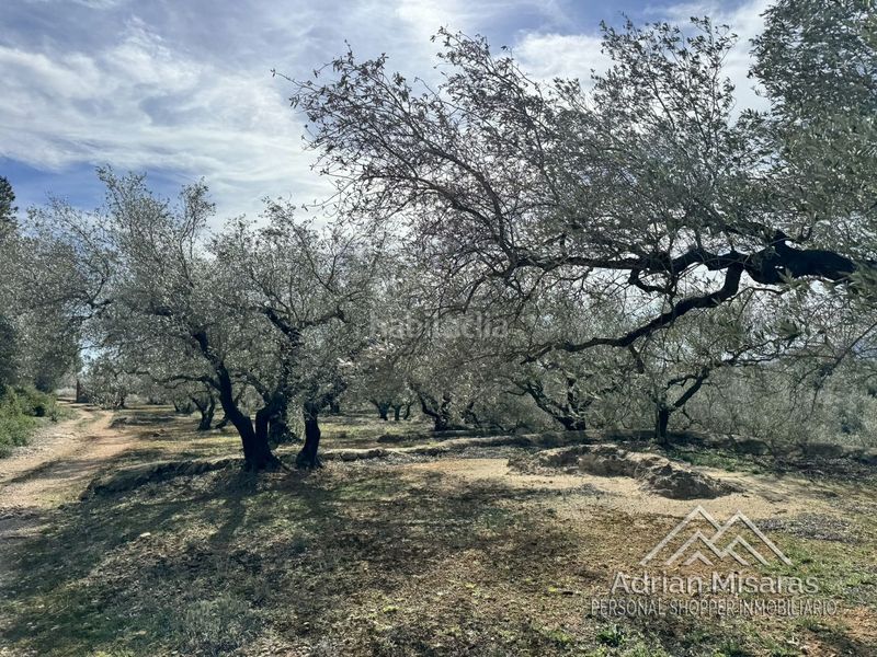 Foto 4c41fbd7-c0f4-4651-a523-670c0140441d. Finca rústica a Aldea (L´)