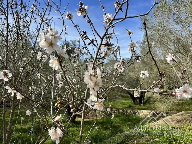 Foto 5f438178-4002-4768-8786-fc9ef93f85ee. Finca rústica a Aldea (L´)