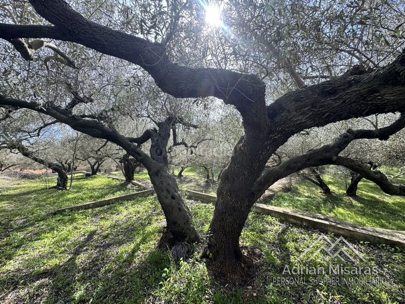 Foto 68655782-300c-45fe-975a-628c22c7b548. Finca rústica a Aldea (L´)