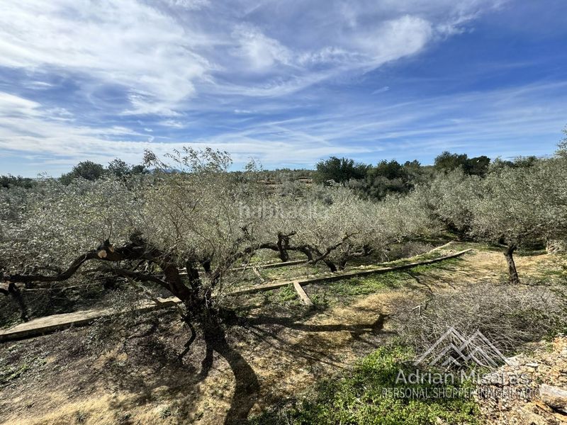 Foto 693ca1a9-2533-4f4f-92c6-3719343c0e34. Finca rústica a Aldea (L´)