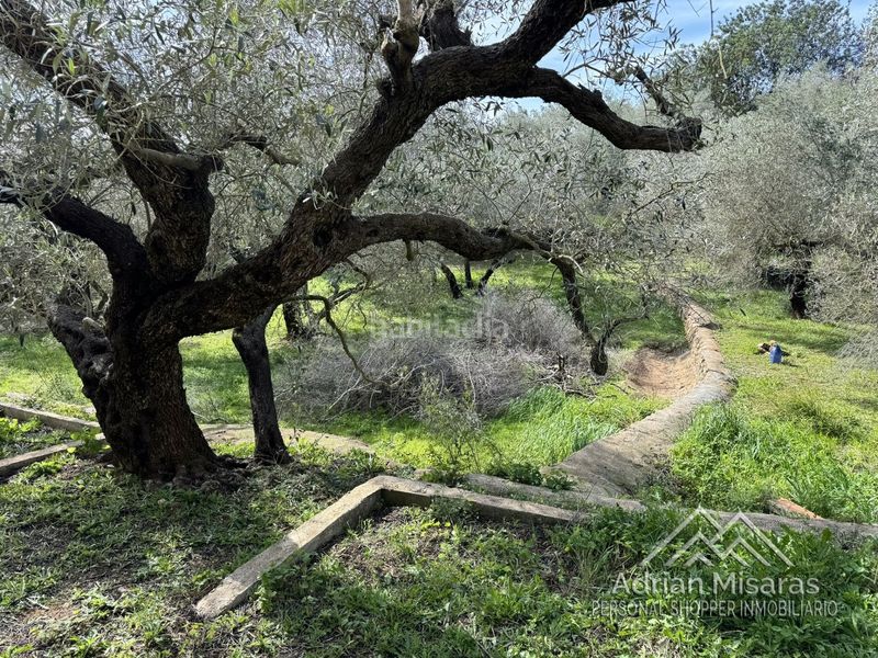 Foto 6f8da812-84d1-4f57-8c1f-d716b9e0e276. Finca rústica a Aldea (L´)