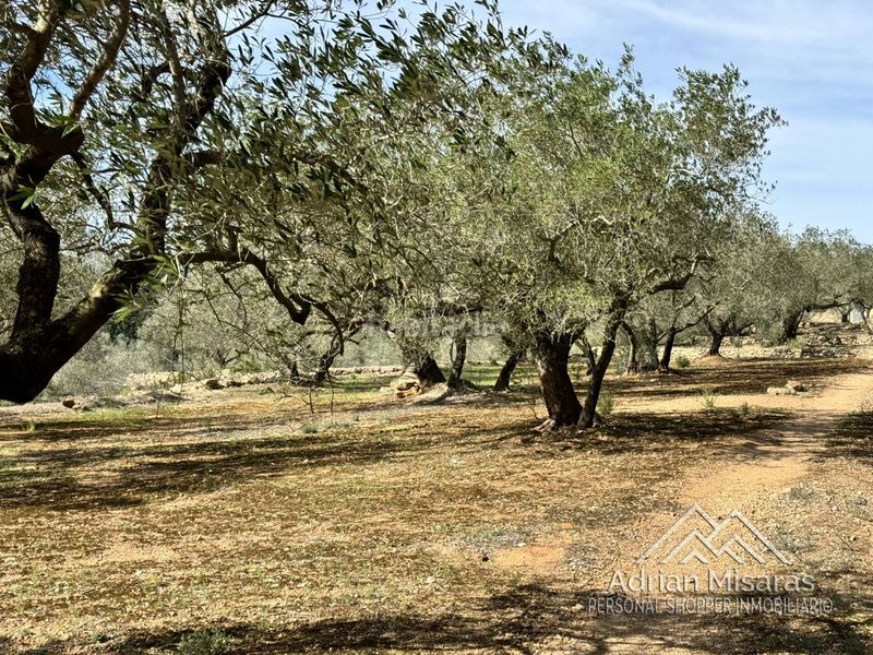 Foto 719cc7c0-ef9d-4cbd-af8c-78b60b6ac660. Finca rústica a Aldea (L´)