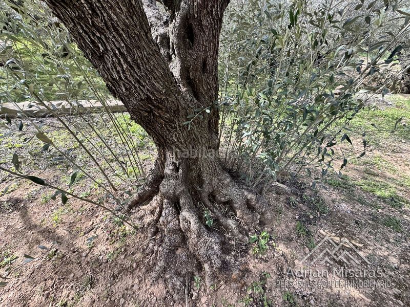 Foto 975482c3-dd6a-4f22-a16c-04fd931378c8. Finca rústica a Aldea (L´)