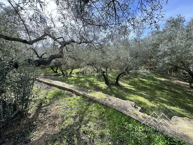 Foto d4a3428c-ca43-44a3-a5a1-af638186de28. Finca rústica a Aldea (L´)